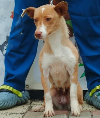 Bandırma Terrier Köpek Terrier Köpek, Balıkesir