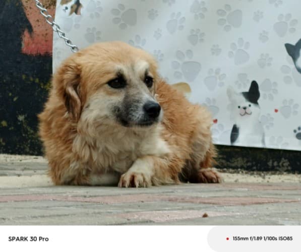 Bandırma Terrier Köpek Terrier Köpek, Balıkesir