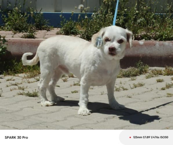 Bandırma Terrier Köpek Terrier Köpek, Balıkesir