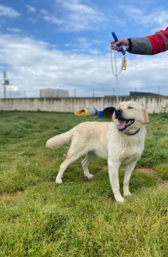 Bandırma Labrador Retriever Köpek Labrador Retriever Köpek, Balıkesir
