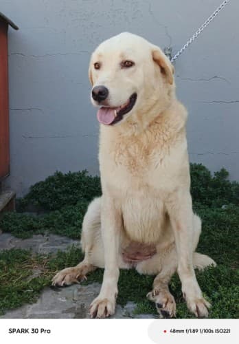 Bandırma Labrador Retriever Köpek Labrador Retriever Köpek, Balıkesir