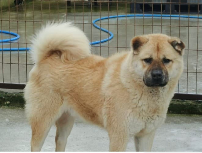 Bandırma Çov Çov Köpek Çov Çov Köpek, Balıkesir
