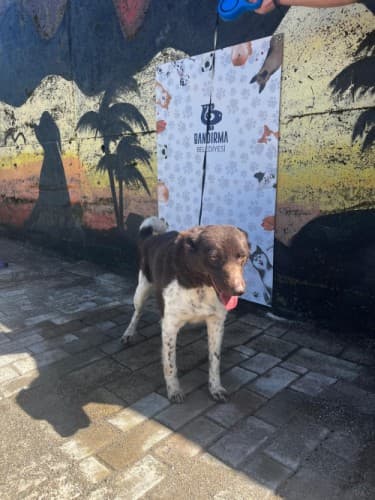 Bandırma Zerdava Köpek Zerdava Köpek, Balıkesir