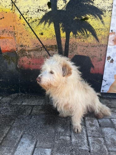 Bandırma Terrier Köpek Terrier Köpek, Balıkesir