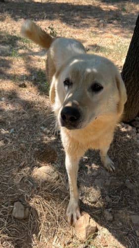 Beykoz Melez Köpek Melez Köpek, İstanbul