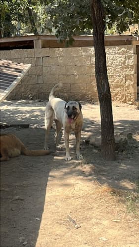 Beykoz Melez Köpek Melez Köpek, İstanbul