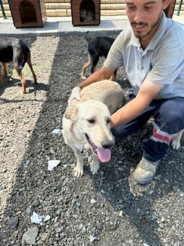 Beykoz Melez Köpek Melez Köpek, İstanbul