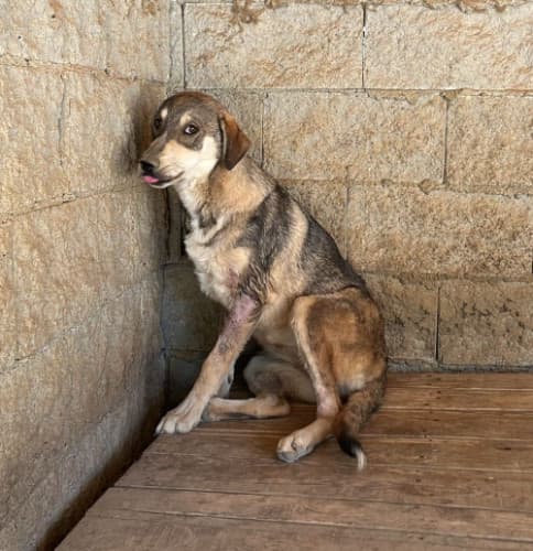 Beykoz Melez Köpek Melez Köpek, İstanbul