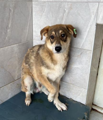 Beykoz Melez Köpek Melez Köpek, İstanbul