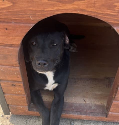 Beykoz Melez Köpek Melez Köpek, İstanbul