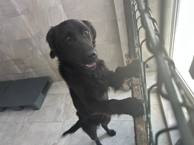 Beykoz Melez Köpek Melez Köpek, İstanbul
