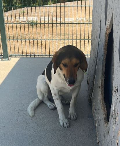 Beykoz Melez Köpek Melez Köpek, İstanbul