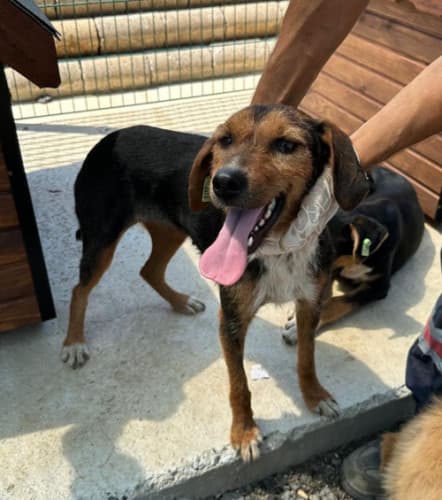 Beykoz Melez Köpek Melez Köpek, İstanbul