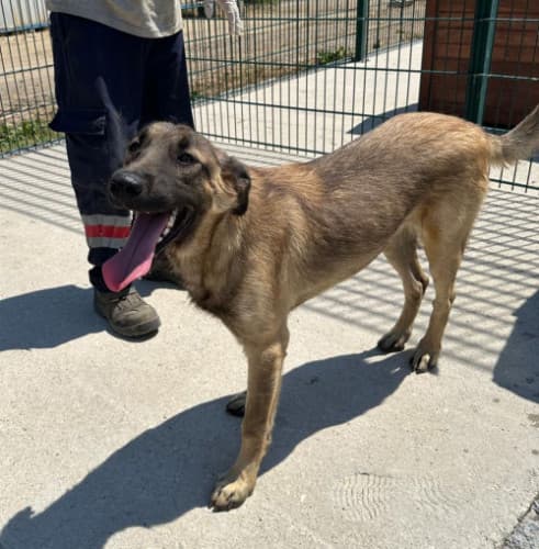 Beykoz Melez Köpek Melez Köpek, İstanbul
