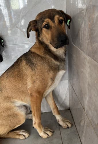 Beykoz Melez Köpek Melez Köpek, İstanbul