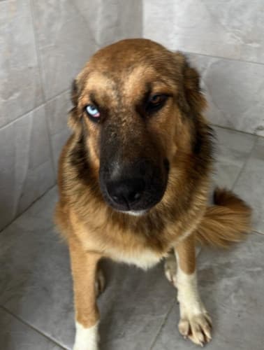Beykoz Melez Köpek Melez Köpek, İstanbul