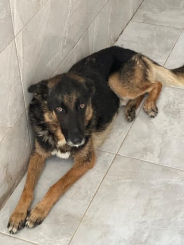 Beykoz Melez Köpek Melez Köpek, İstanbul