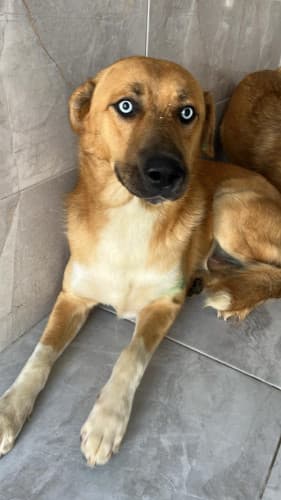 Beykoz Melez Köpek Melez Köpek, İstanbul