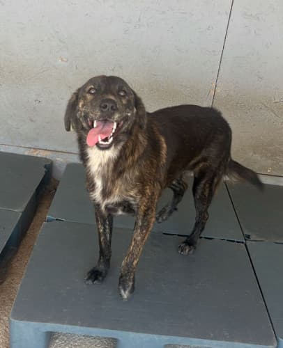 Beykoz Melez Köpek Melez Köpek, İstanbul