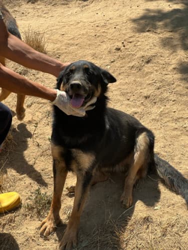 Beykoz Melez Köpek Melez Köpek, İstanbul