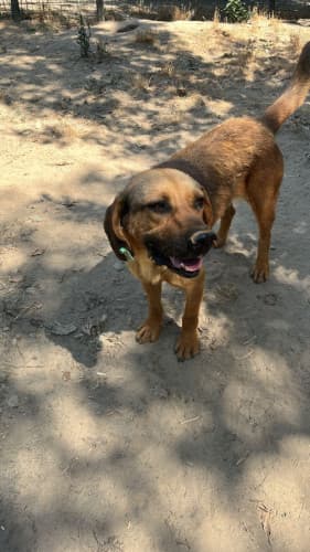 Beykoz Melez Köpek Melez Köpek, İstanbul
