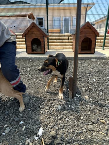 Beykoz Melez Köpek Melez Köpek, İstanbul