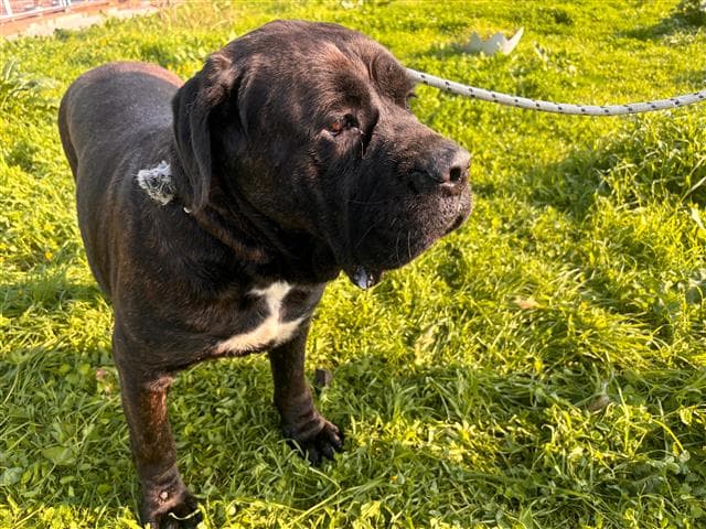 İstanbul Cane Corso Köpek Cane Corso Köpek, İstanbul