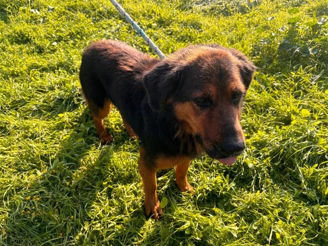 Büyükçekmece Melez Köpek, İstanbul