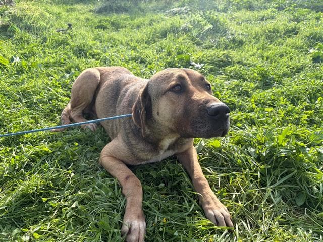Büyükçekmece Melezi Kangal Köpek, İstanbul
