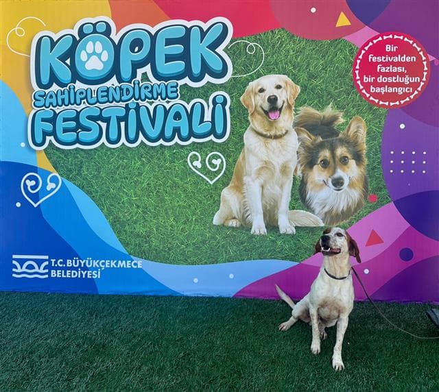 Büyükçekmece Setter Köpek, İstanbul