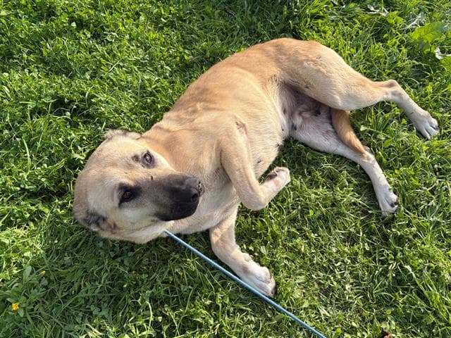Büyükçekmece Melezi Kangal Köpek, İstanbul