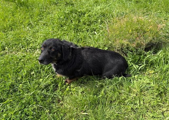 Büyükçekmece Melez Köpek, İstanbul