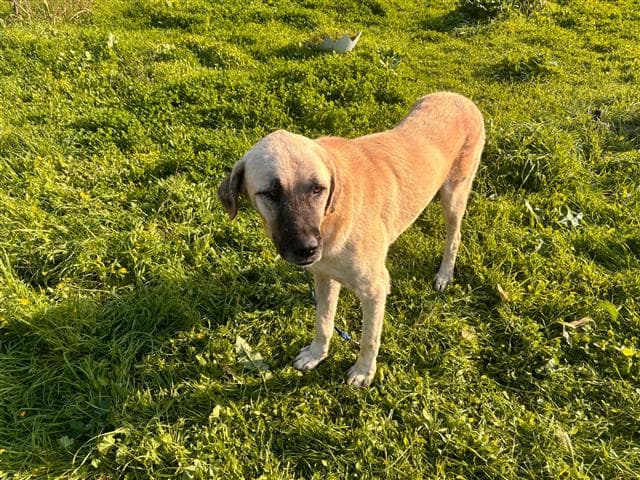 Büyükçekmece Melezi Kangal Köpek, İstanbul