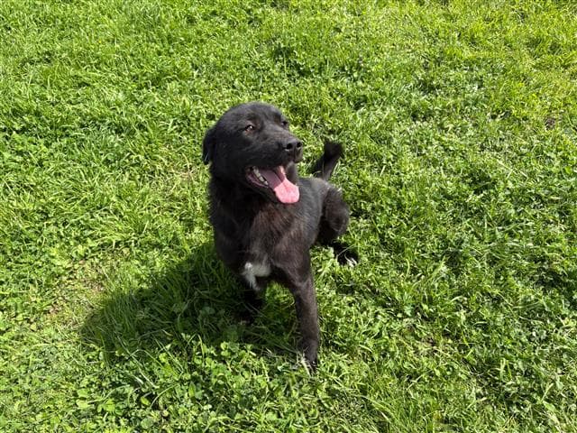Büyükçekmece Melez Köpek, İstanbul