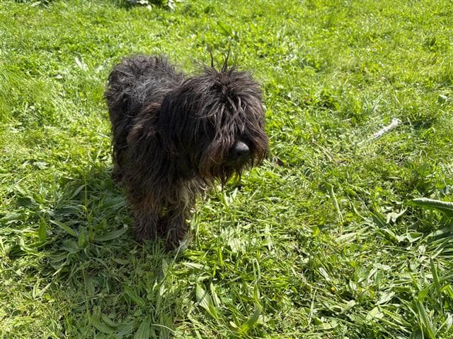 Büyükçekmece Terrier Köpek, İstanbul
