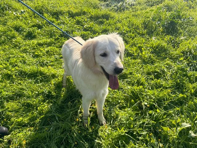 İstanbul Golden Retriever Köpek Golden Retriever Köpek, İstanbul