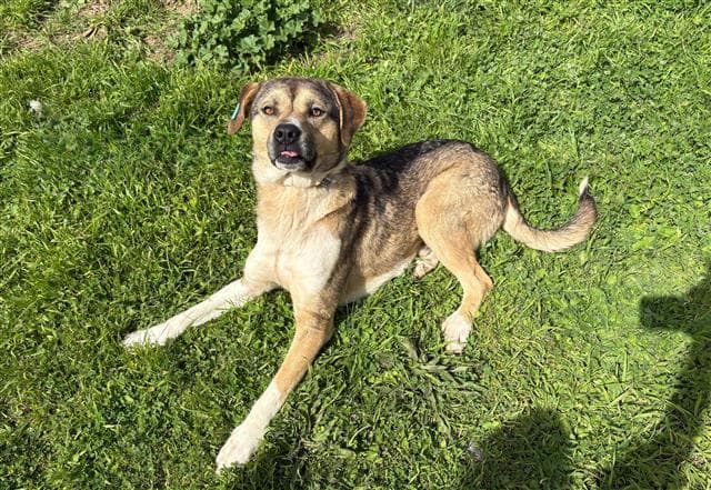Büyükçekmece Melezi Kangal Köpek, İstanbul