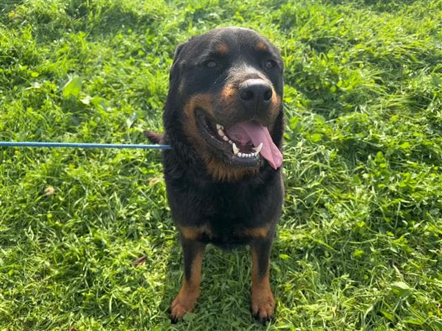 İstanbul Rotweiller Melezi Köpek Rotweiller Melezi Köpek, İstanbul