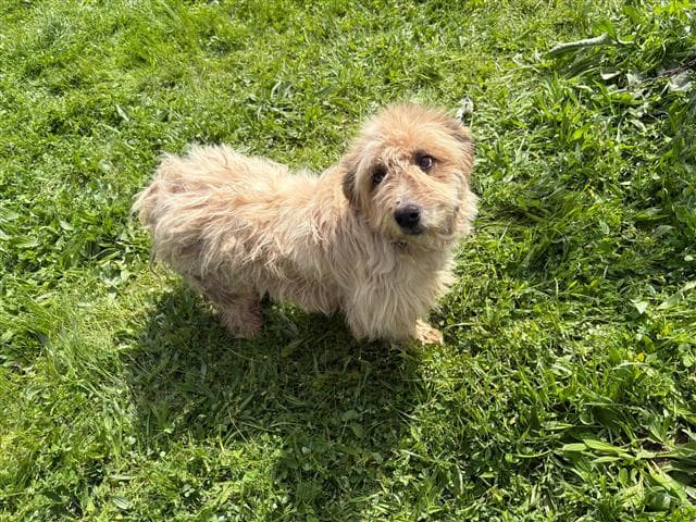 Büyükçekmece Terrier Köpek, İstanbul