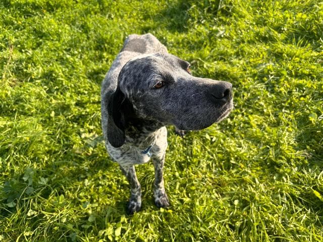 Büyükçekmece Setter Köpek, İstanbul