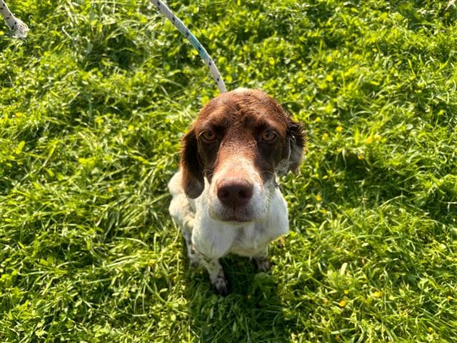 Büyükçekmece Setter Köpek, İstanbul