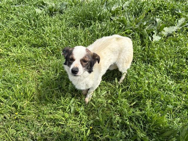 Büyükçekmece Melez Köpek, İstanbul