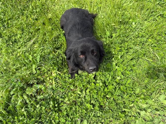 Büyükçekmece Melez Köpek, İstanbul