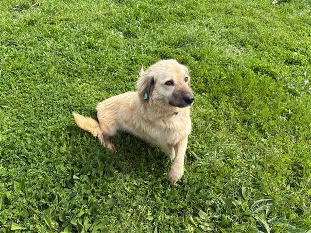 Büyükçekmece Melez Köpek, İstanbul