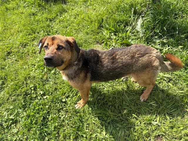 Büyükçekmece Melez Köpek, İstanbul