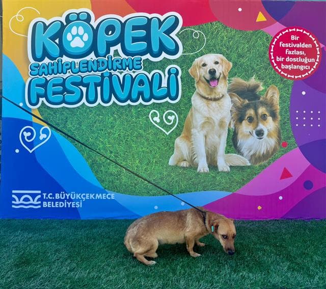 Büyükçekmece Melez Köpek, İstanbul