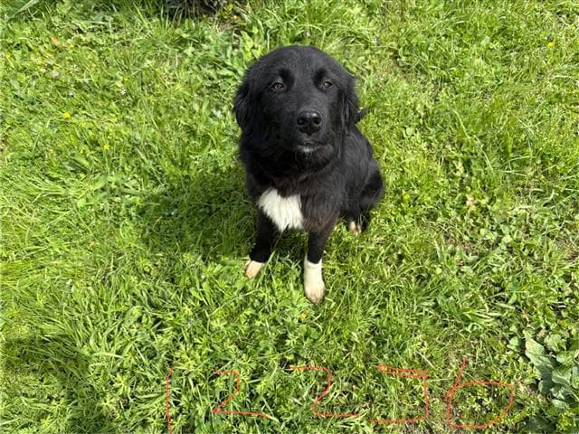 Büyükçekmece Melez Köpek, İstanbul