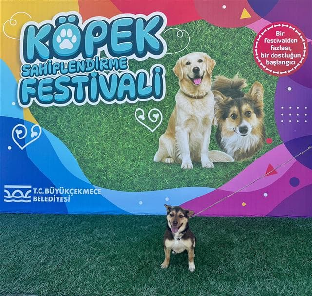 Büyükçekmece Melez Köpek, İstanbul