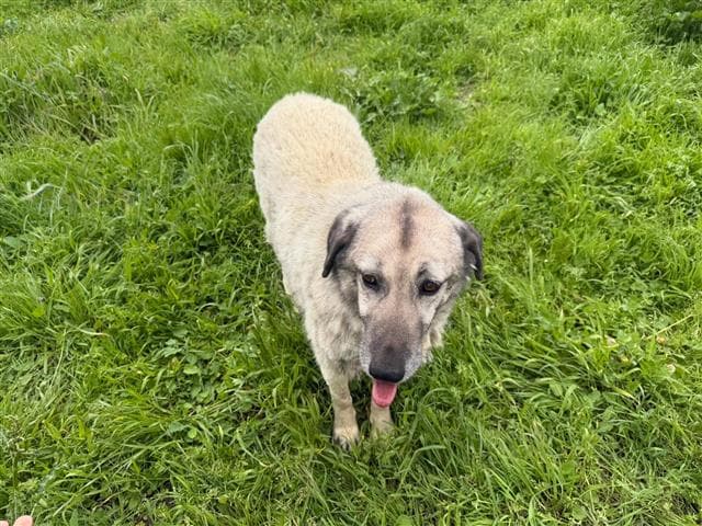 Büyükçekmece Melezi Kangal Köpek, İstanbul