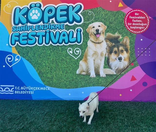 Büyükçekmece Melez Köpek, İstanbul